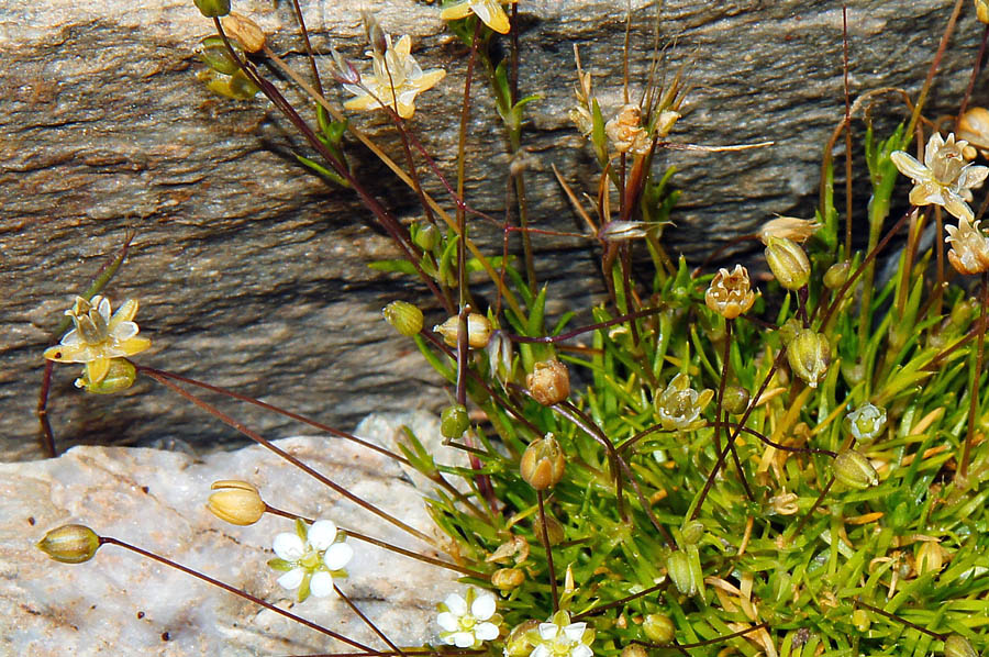 Sagina subulata / Sagina subulata